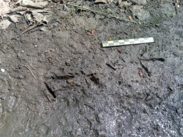 Tracks of Eurasian woodcock