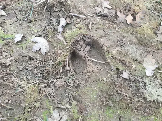 Tracks of Feral hog
