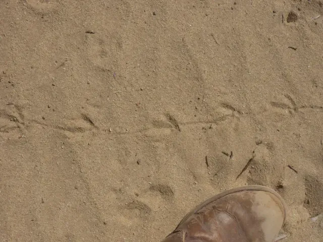 Tracks of Gambel’s quail