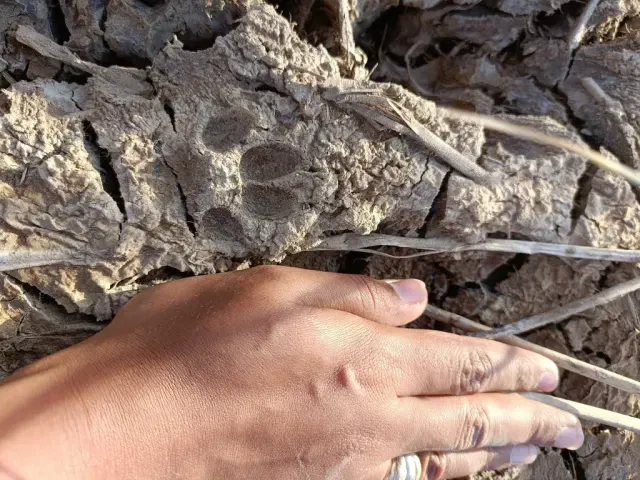 Tracks of Golden jackal