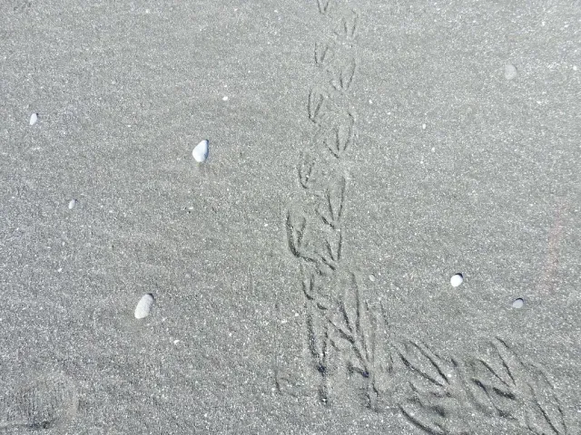 Tracks of Great cormorant