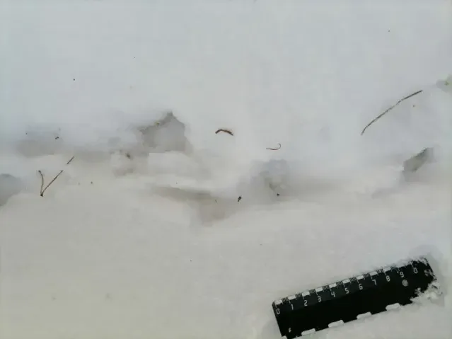 Tracks of Hazel grouse