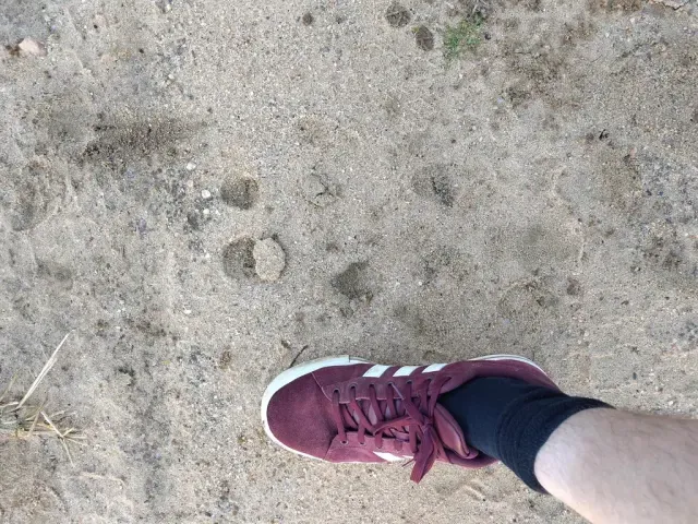 Tracks of Hippopotamus