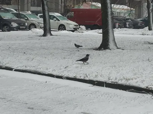 Tracks of Hooded crow