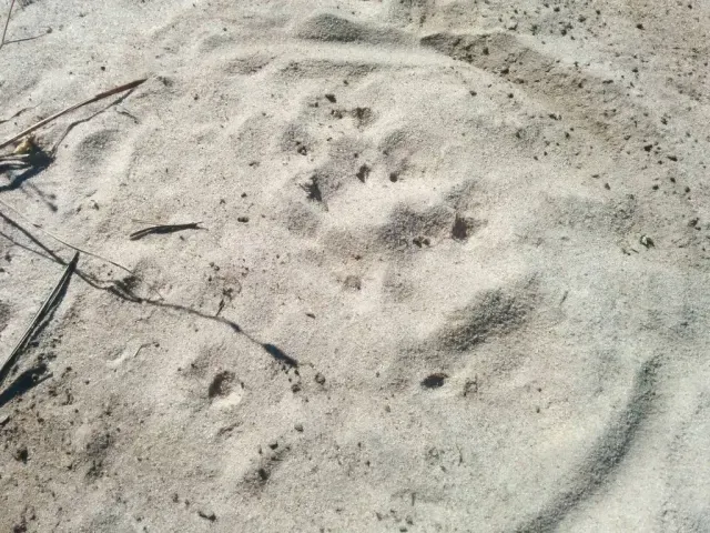 Tracks of Leopard