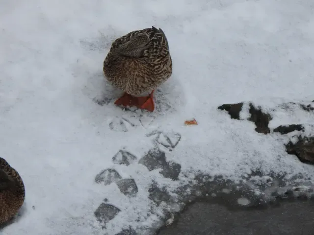 Tracks of Mallard