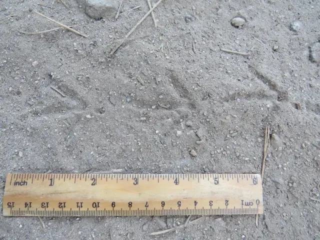 Tracks of Mountain quail