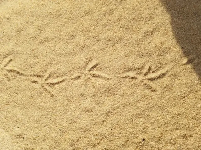 Tracks of Northern bobwhite