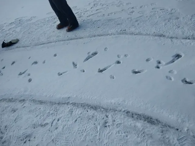 Tracks of Red fox