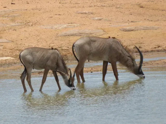 Tracks of Roan antelope