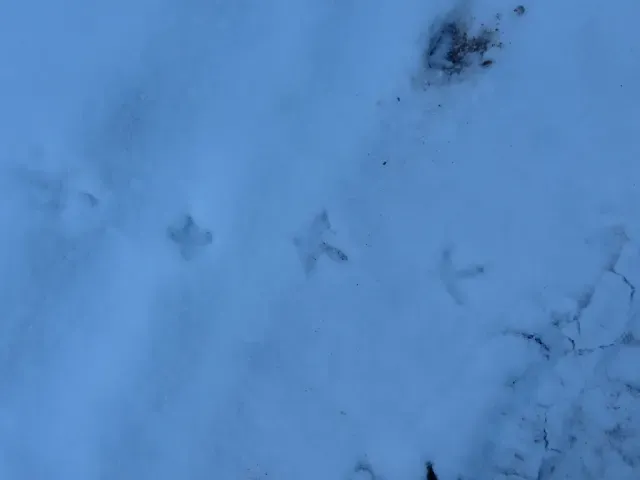 Tracks of Ruffed grouse