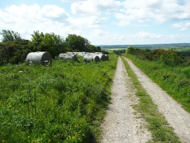 Tracks of See-see partridge