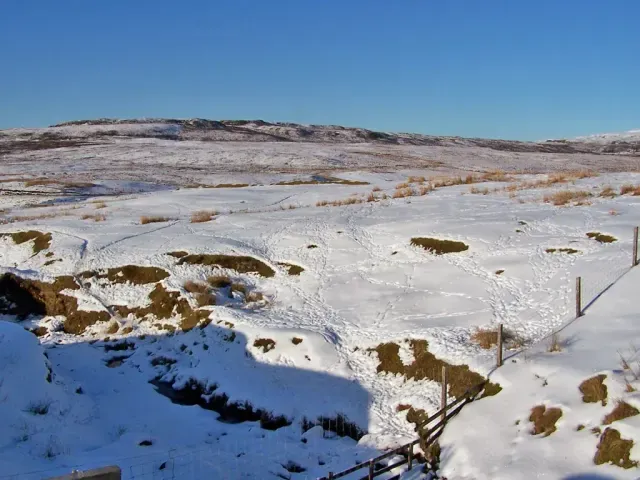Tracks of Snow sheep