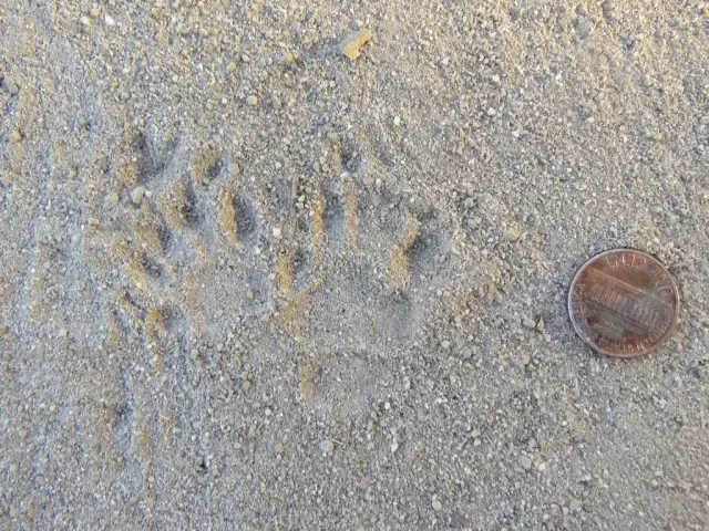 Tracks of Striped skunk