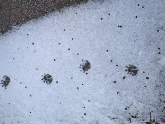 Tracks of Virginia opossum