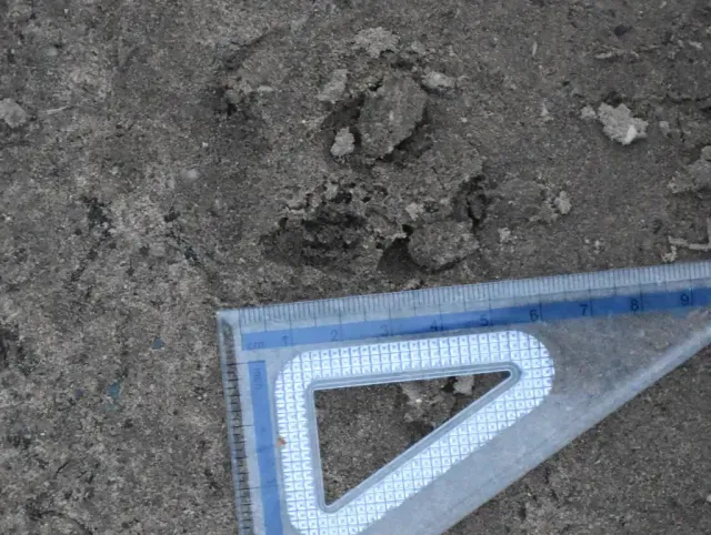 Tracks of Blue duiker