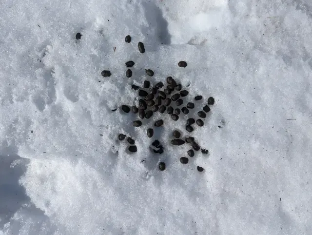 Tracks of Dall sheep