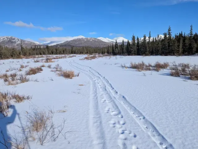 Tracks of North American river otter