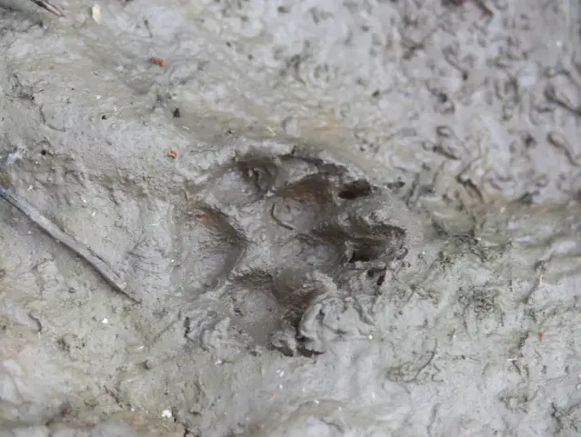 Tracks of Raccoon dog