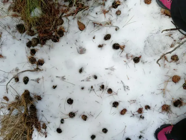Tracks of Rock partridge