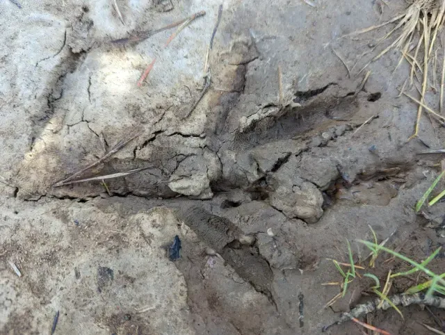 Tracks of Sandhill crane