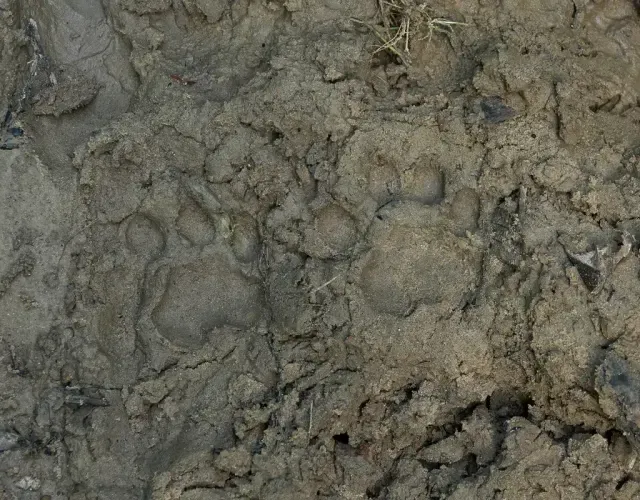 Tracks of Alpine marmot
