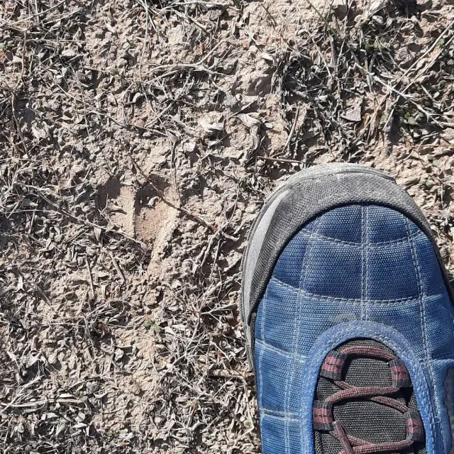 Tracks of Goitered gazelle