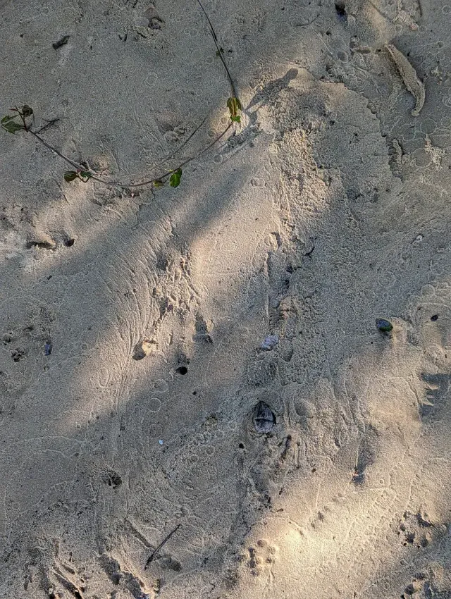 Tracks of American beaver