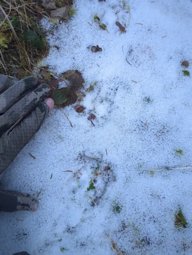 Tracks of Mule deer