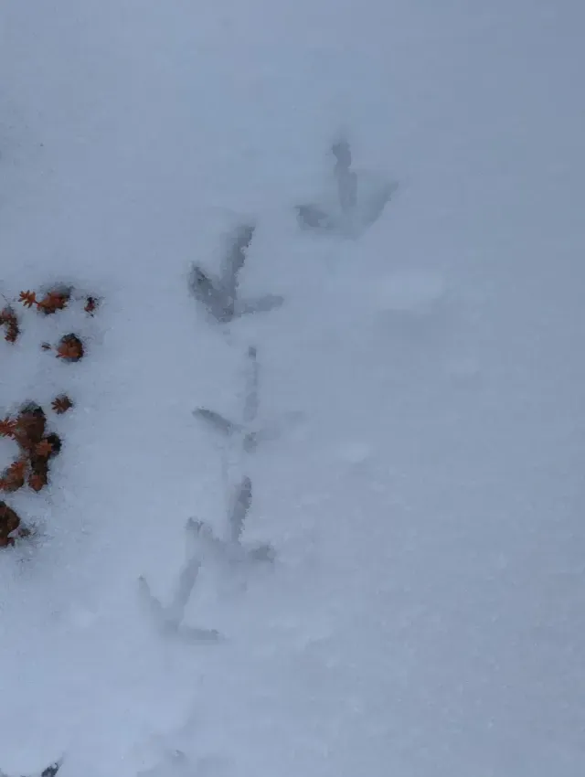 Tracks of Rock ptarmigan