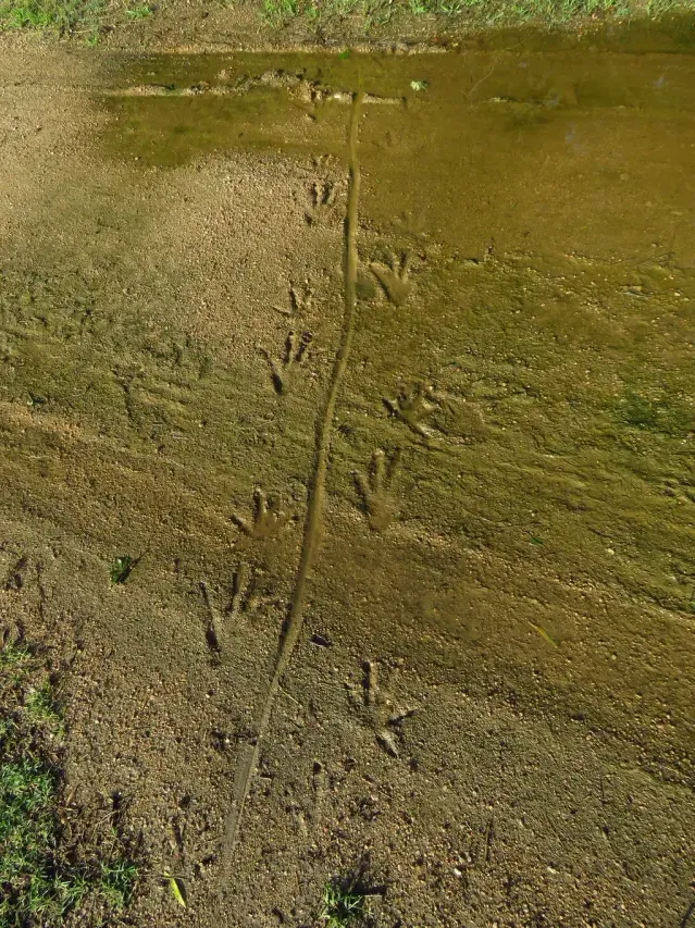 Tracks of American alligator