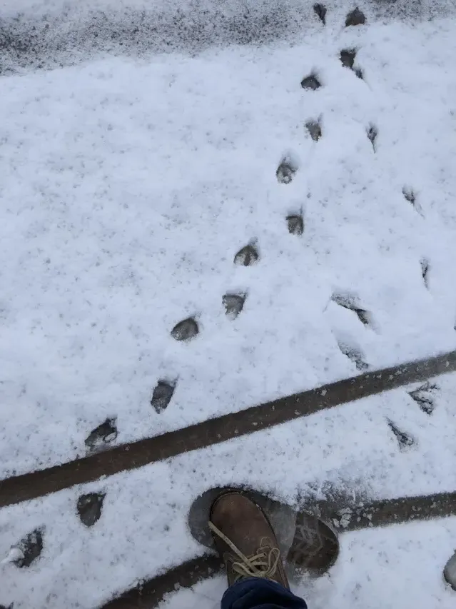 Tracks of American black duck
