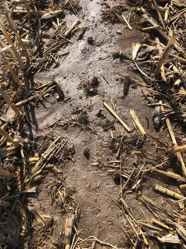 Tracks of American woodcock