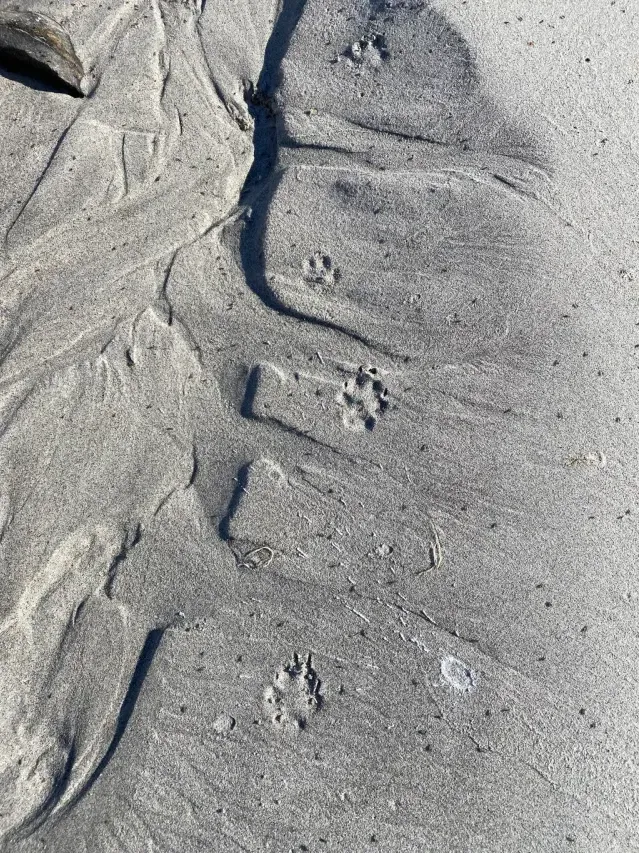 Tracks of Arctic fox