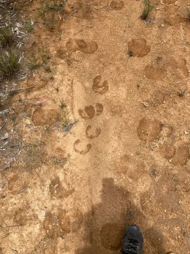 Tracks of Asian water buffalo