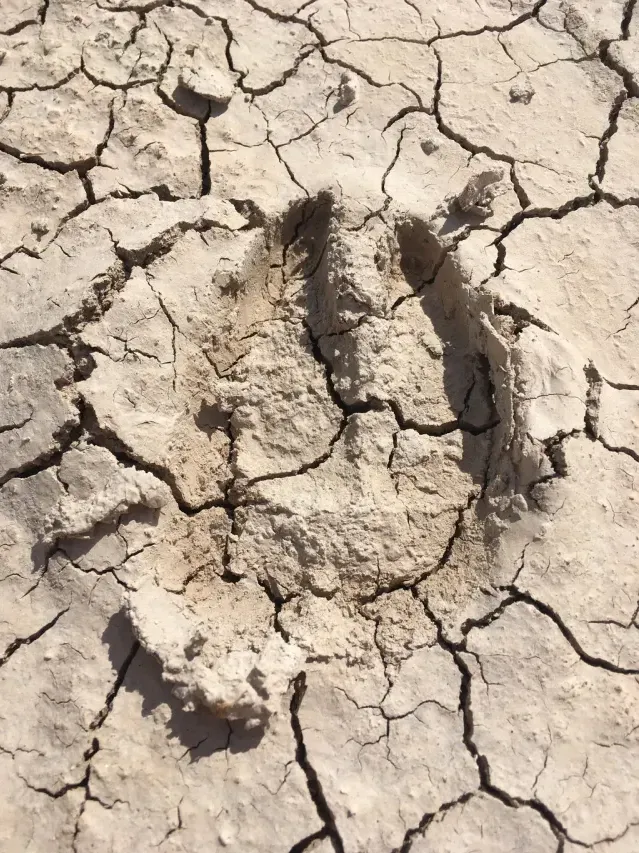 Tracks of Bighorn sheep