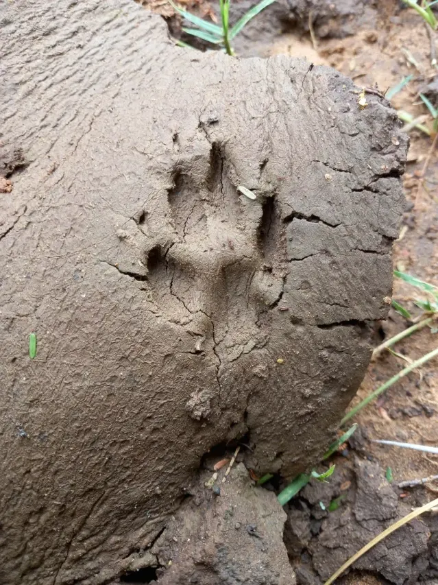 Tracks of Black-backed jackal
