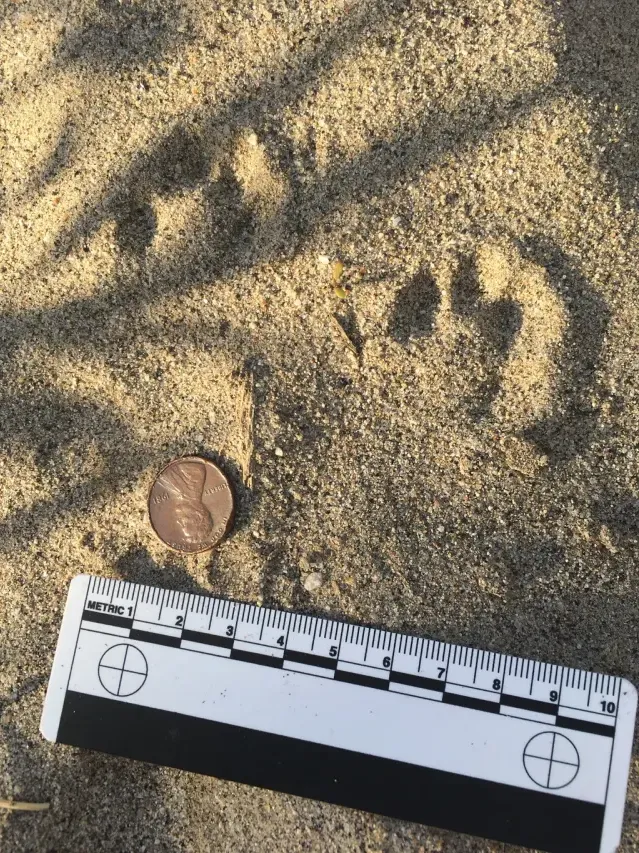 Tracks of Black-tailed jackrabbit