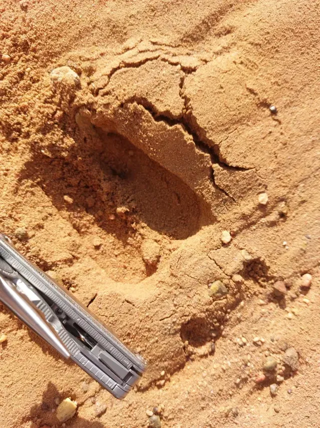 Tracks of Blue wildebeest