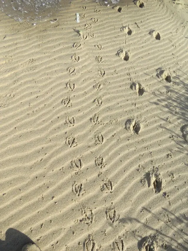 Tracks of Cackling goose