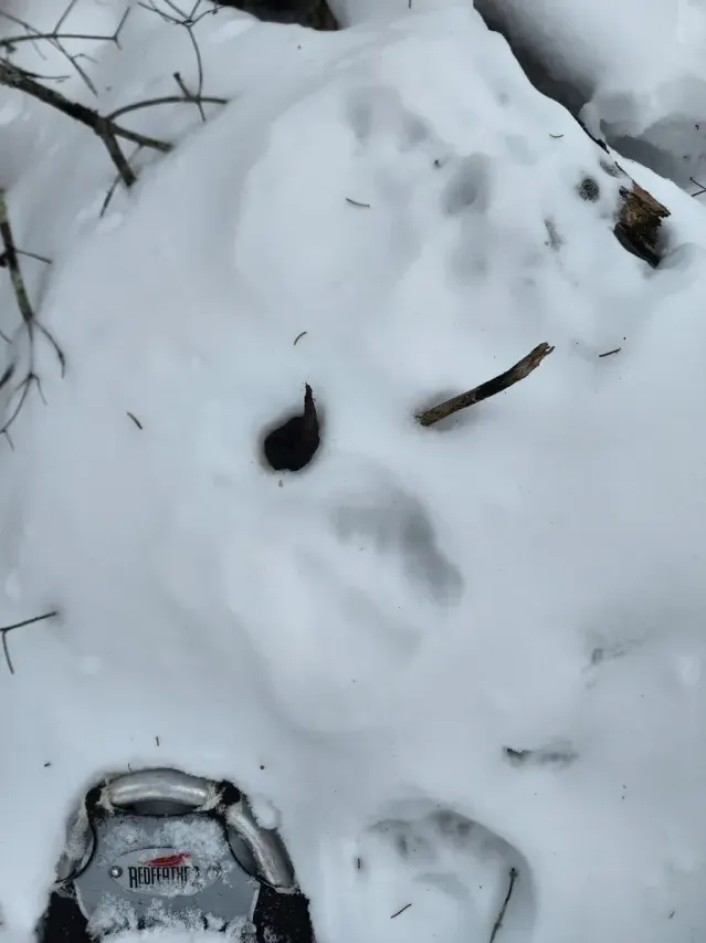 Spår efter Kanadensiskt lodjur