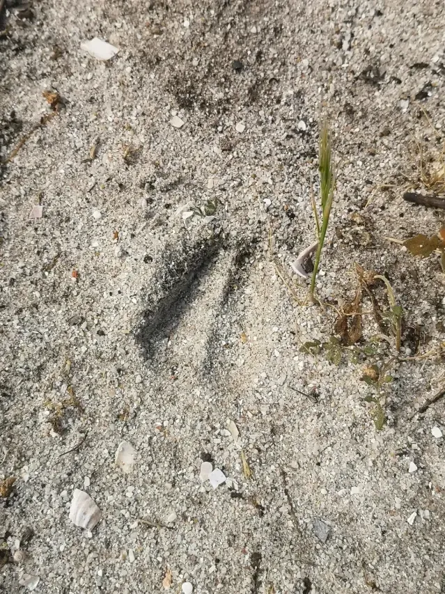 Tracks of Cape grysbok