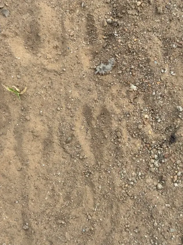 Spår efter Chinkara