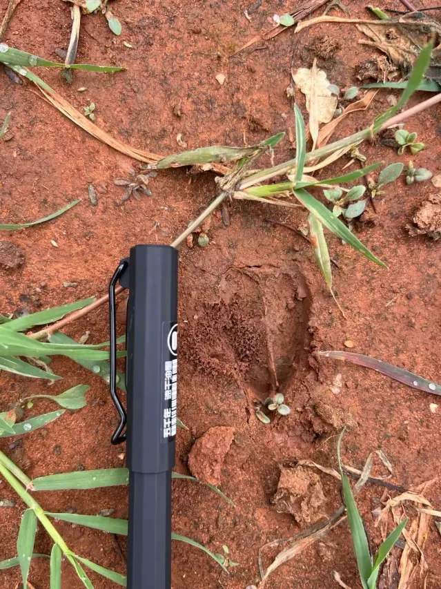 Tracks of Common (grey) duiker