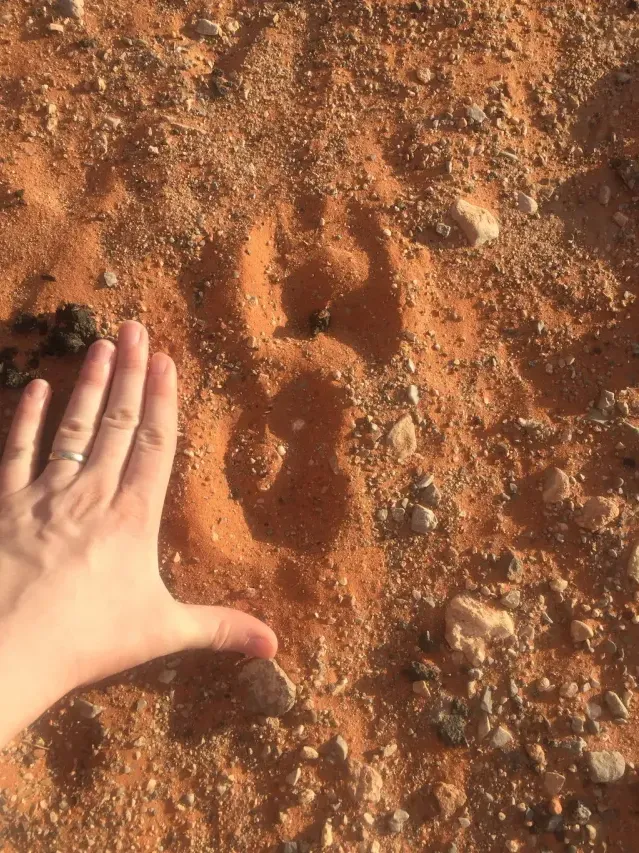Tracks of Desert bighorn sheep