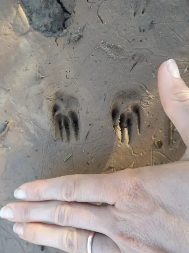 Tracks of Desert cottontail