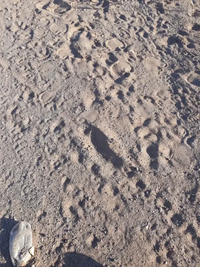 Tracks of Dromedary camel