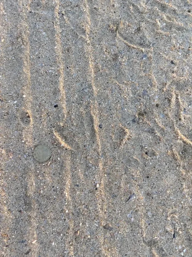 Tracks of Egyptian goose