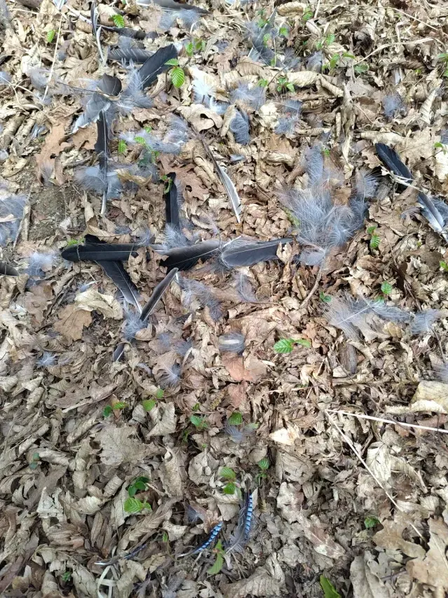 Tracks of Eurasian jay