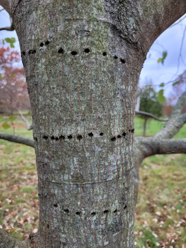 Tracks of Eurasian magpie